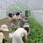 信州カブ収穫体験ツアー
