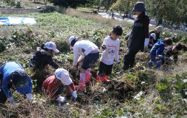 サツマイモ収穫