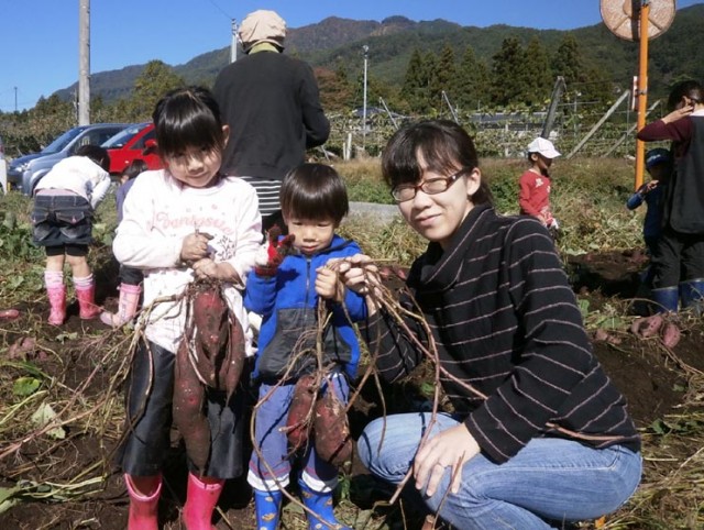 サツマイモ収穫